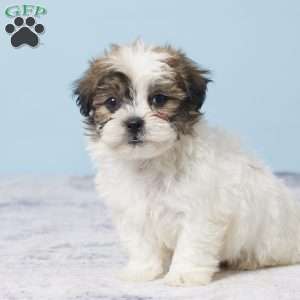 Carter, Teddy Bear Puppy